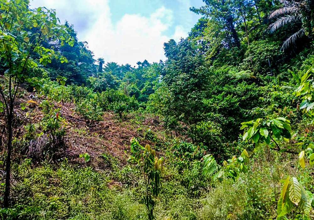 TANAH DI KAB. PARIGI MOUTONG -  WOFF791-1 - foto 4